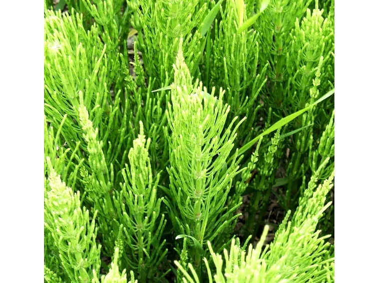 pianta dell'Equisetum Arvense