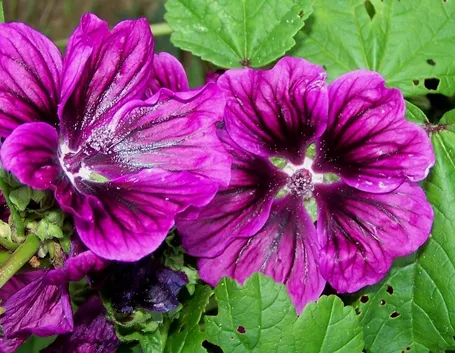 malva