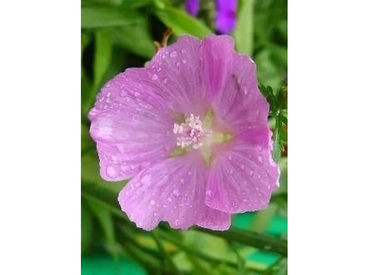 Proprietà curative della Malva