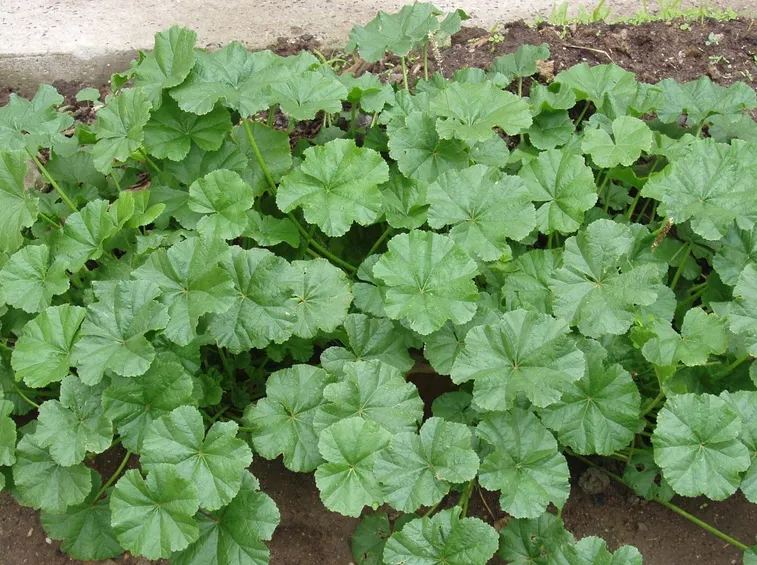malva