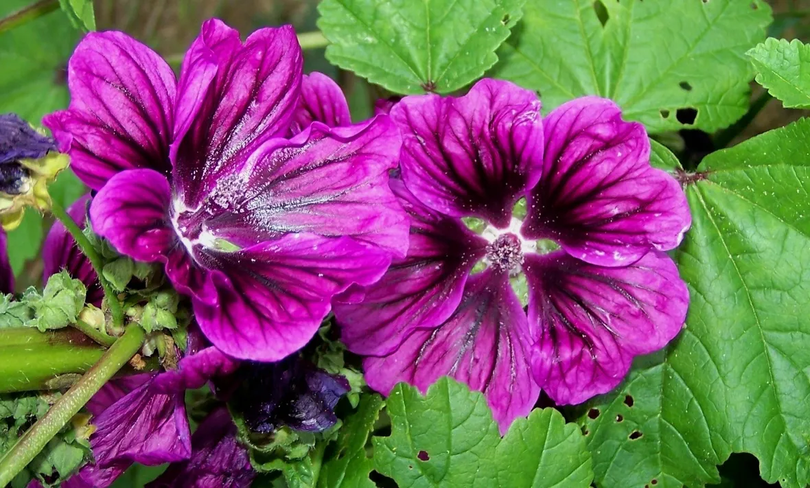 malva