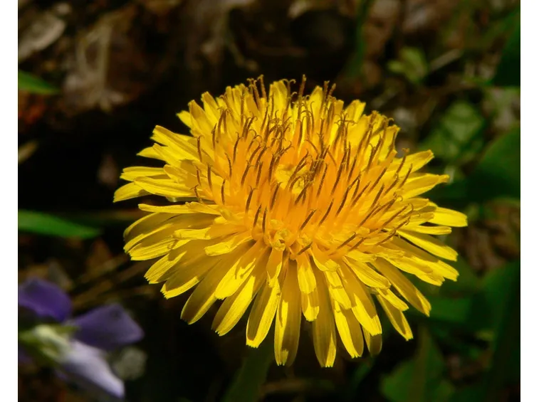 Il fiore di tarassaco