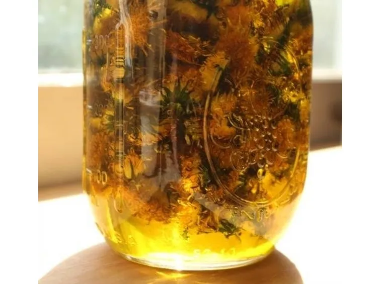 Infuso di tarassaco