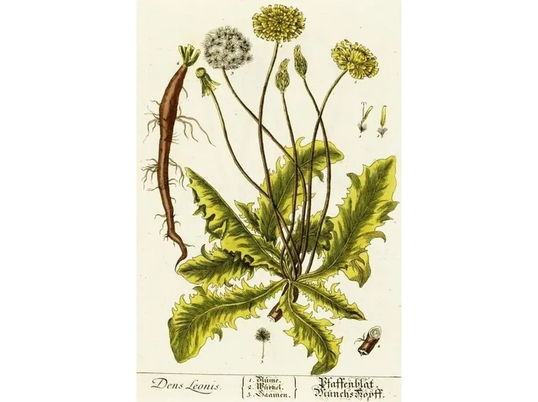 Conoscenze naturali dal passato