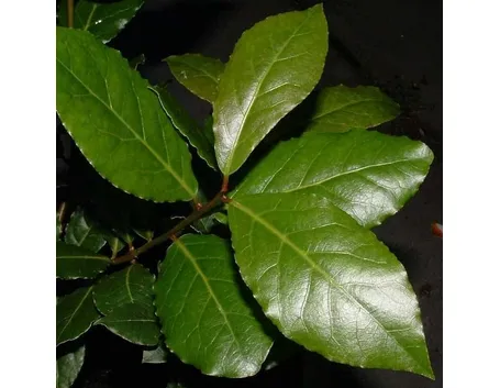 alloro