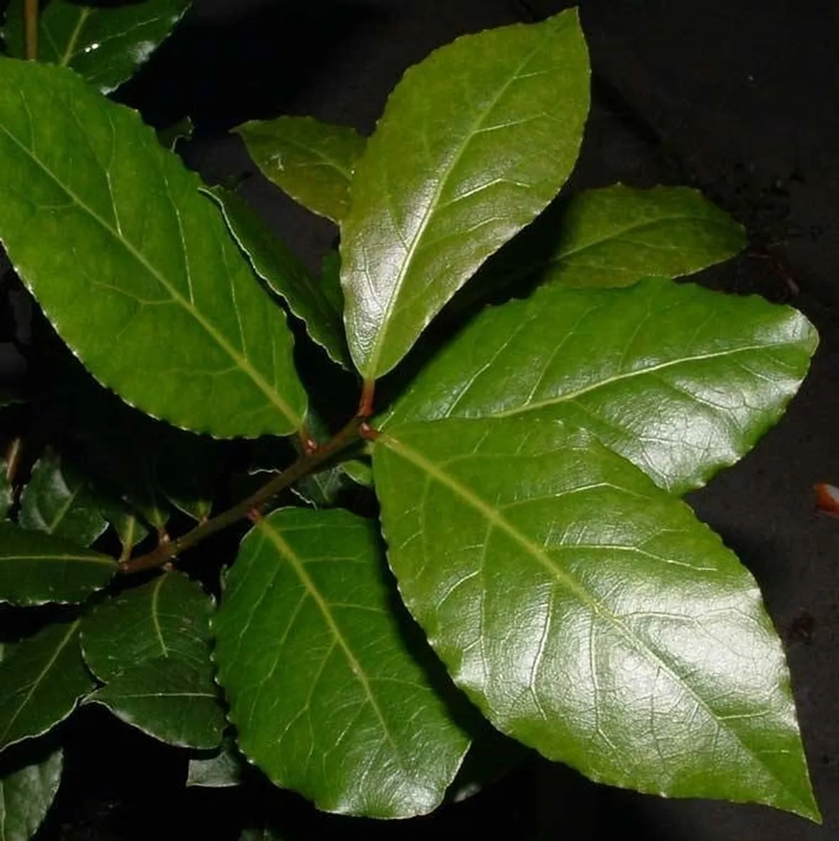 alloro