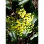 Mahonia