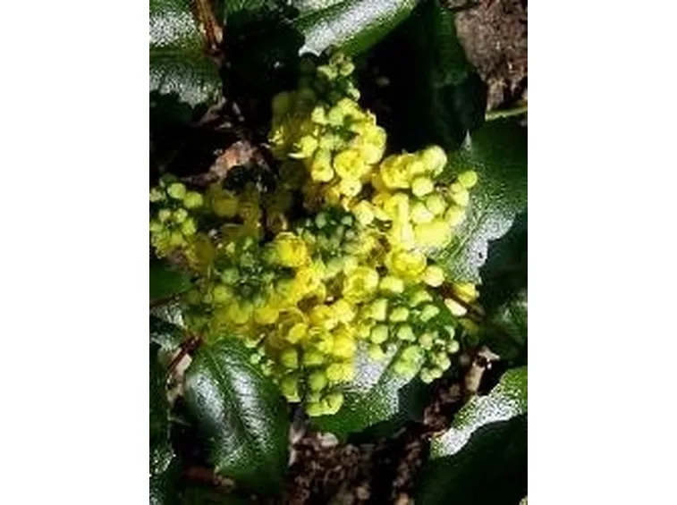 Mahonia