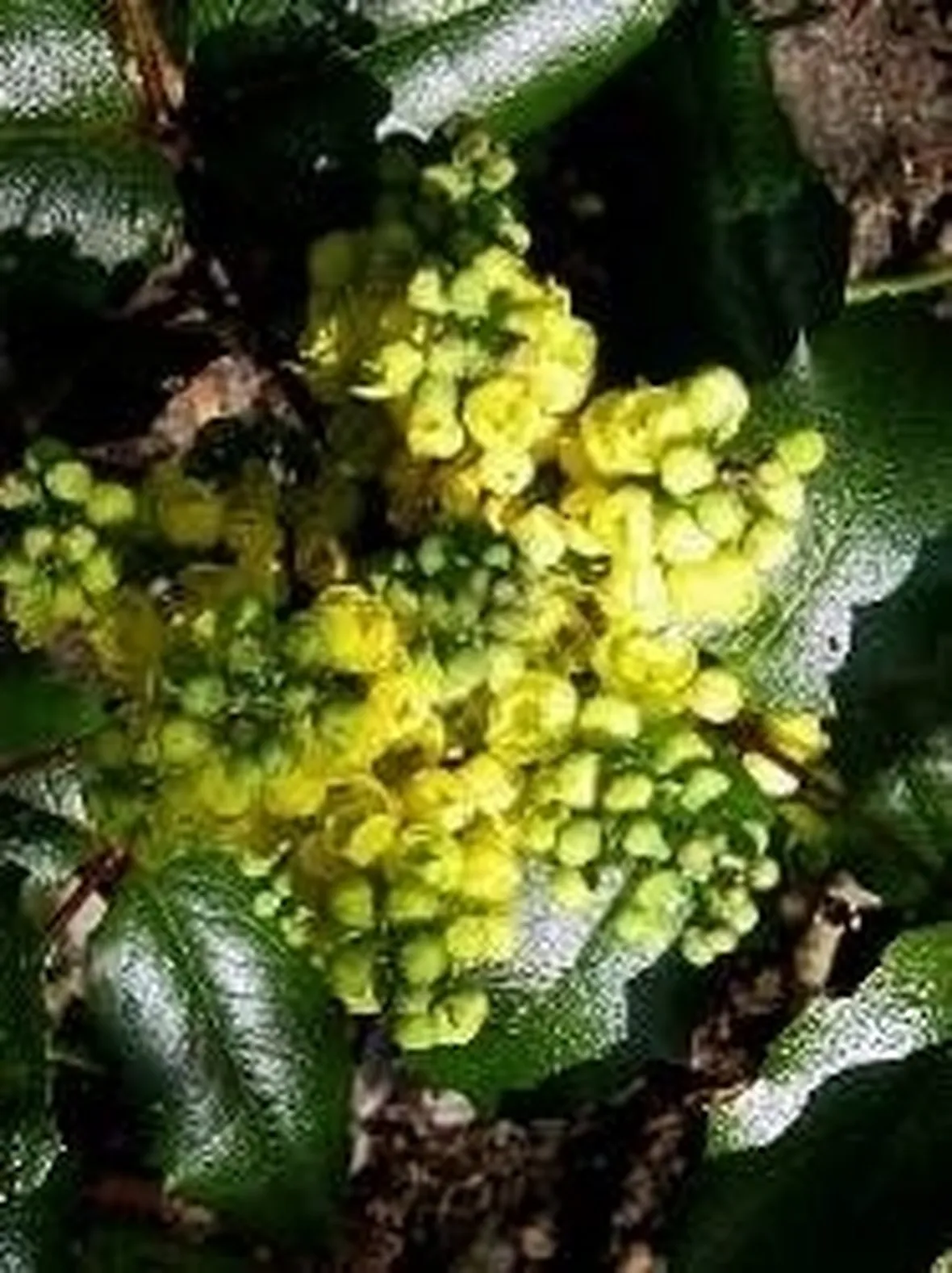 Mahonia