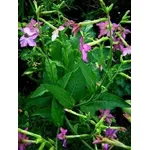 Nicotiana