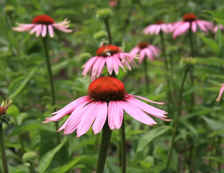Echinacea purpurea
