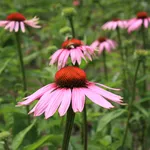 Echinacea purpurea