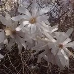 Fiori di magnolia stellata