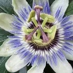 passiflora