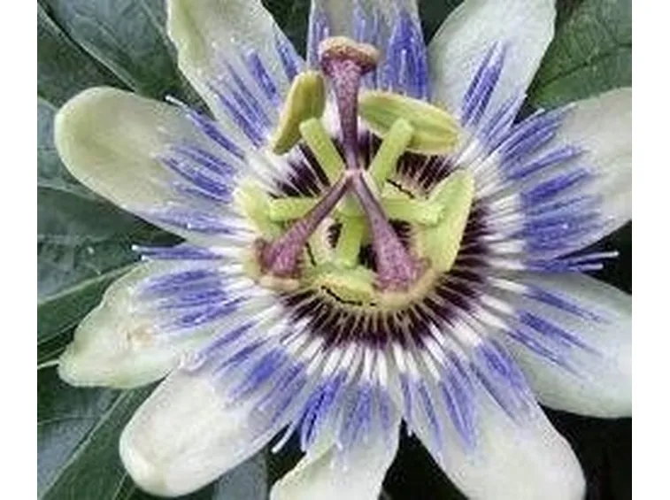 passiflora
