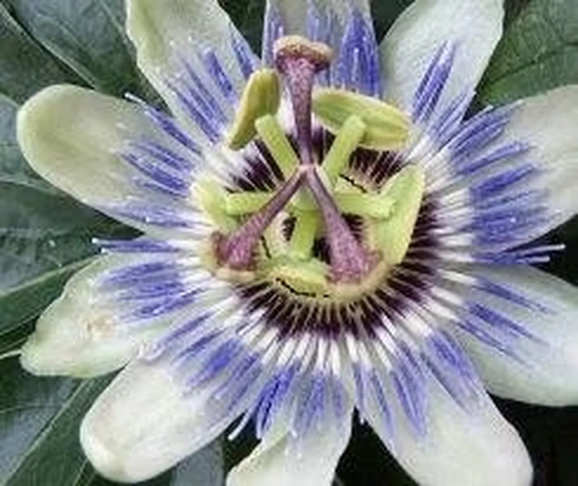 passiflora