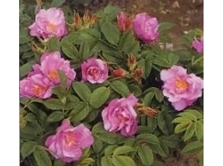 Rose rugose