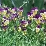 Viola tricolor