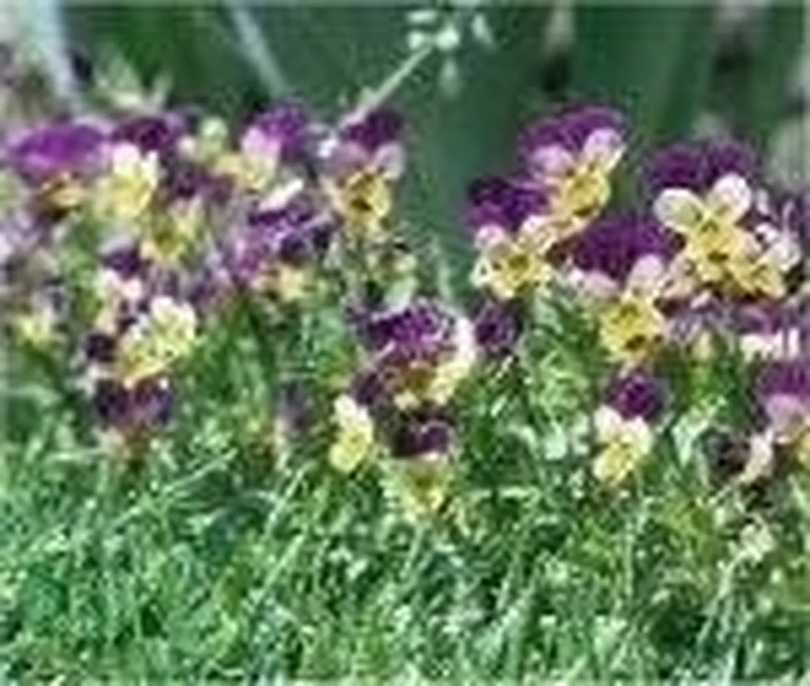 Viola tricolor