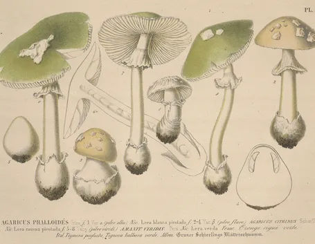 Illustrazione botanica di diverse specie del genere Agaricus