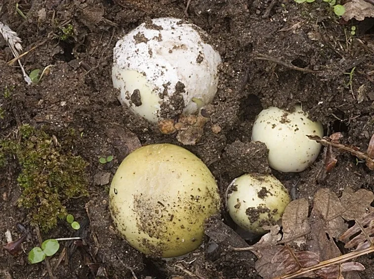Ovuli di Amanita phalloides, che si confondono con facilità con quelli di Amanita caesarea