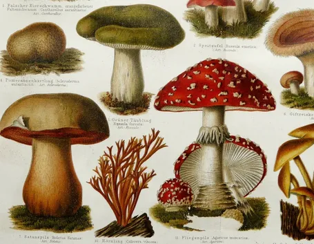 Illustrazione di alcuni funghi, tra i quali si trova l'Amanita muscaria