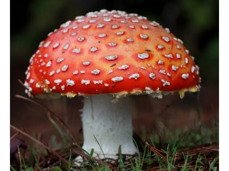 Un esemplare di Amanita muscaria
