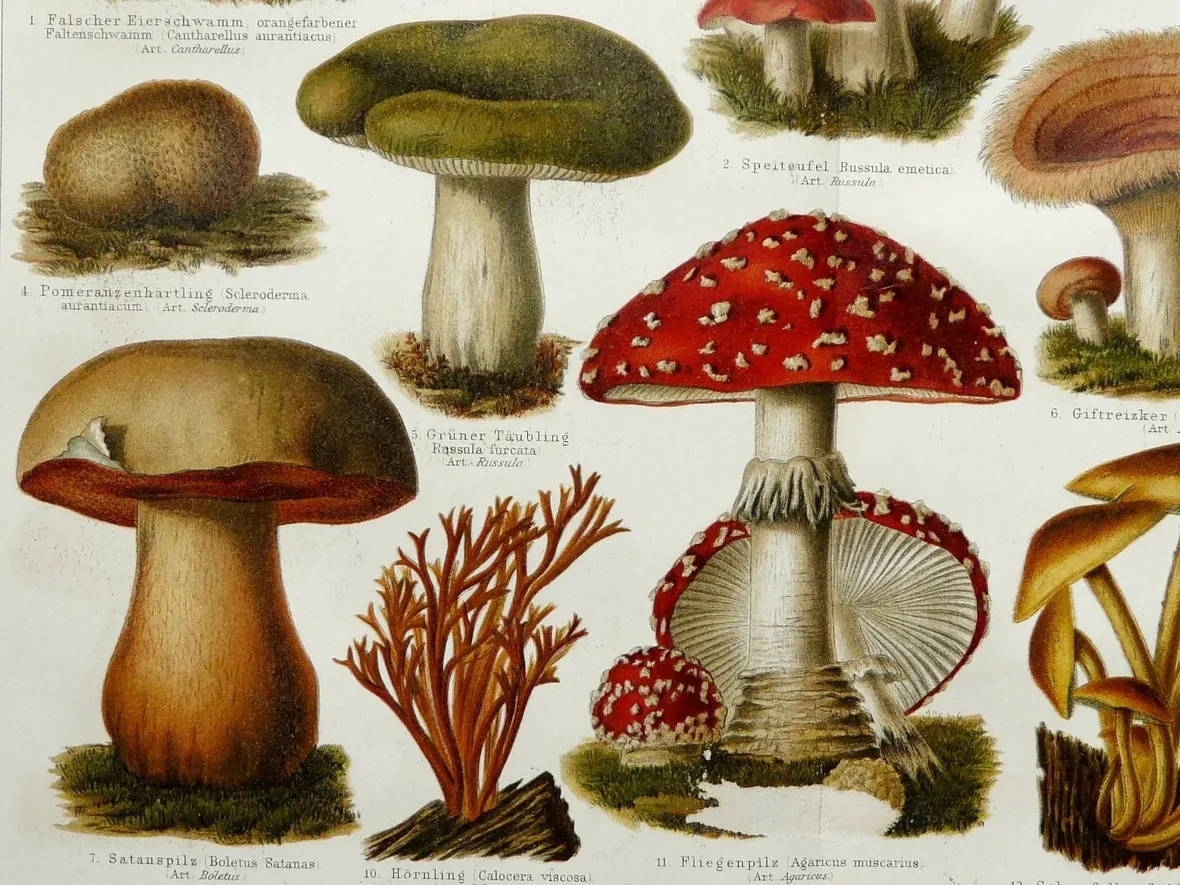 Illustrazione di alcuni funghi, tra i quali si trova l'Amanita muscaria