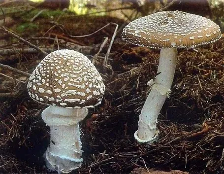 Amanita pantherina