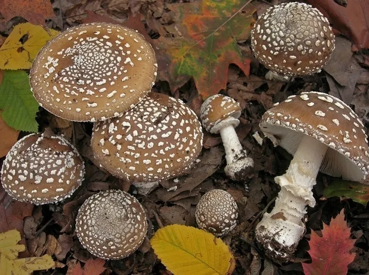 Lamelle e bulbo dell'amanita pantherina