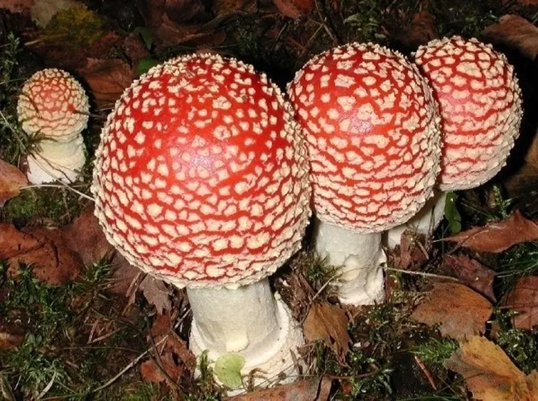 Amanita muscaria