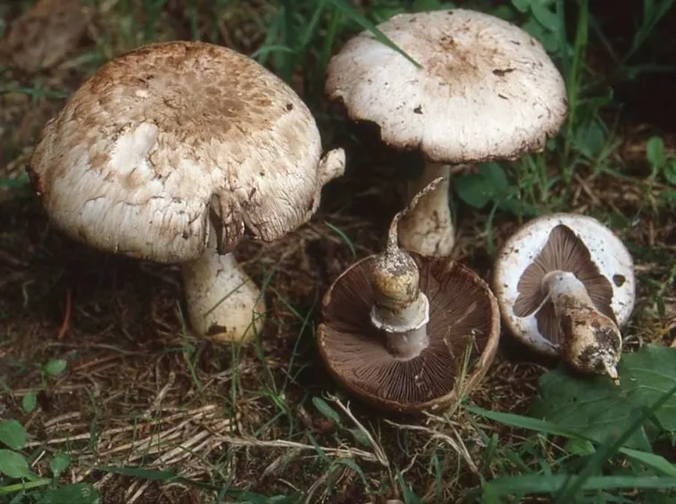Funghi prataioli commestibili