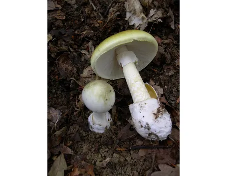 L' amanita phalloides