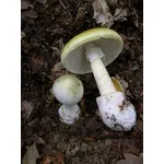 L' amanita phalloides