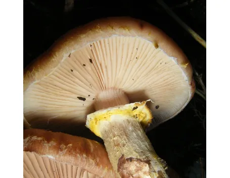 L'anello che dà all'Armillaria mellea il suo nome