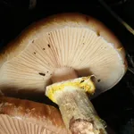 L'anello che dà all'Armillaria mellea il suo nome