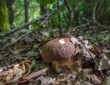 Diversi funghi di genere Boletus