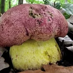 Un esemplare di boletus regius