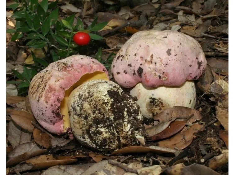 Esemplari di Boletus pulchrotinctus, che possono essere scambiati per funghi boletus regius