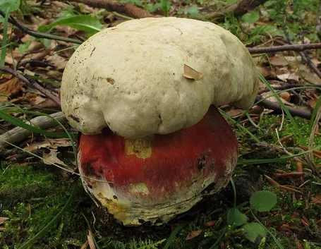 Boletus satanas
