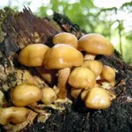 Un tipico gruppetto di funghi Kuehneromyces mutabilis, detti broche