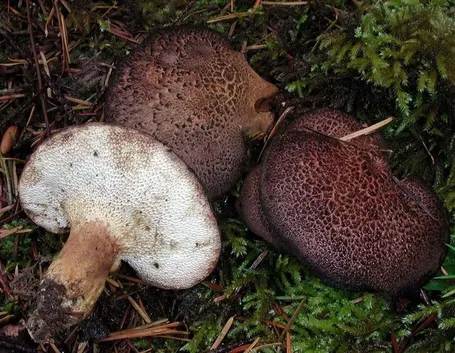 Differenti varietà di funghi commestibili