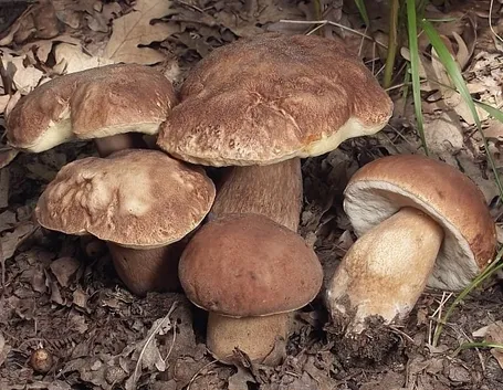 Esemplari di Boletus reticulatus