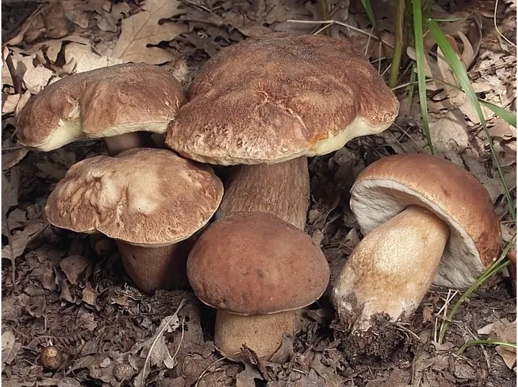 Esemplari di Boletus reticulatus