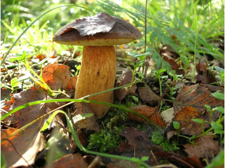 Boletus aereus