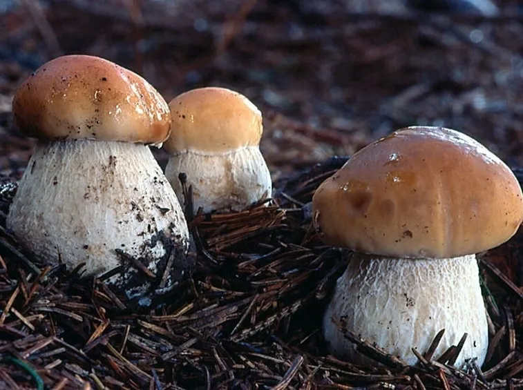 Esemplari di Boletus edulis