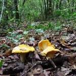 Il Cantharellus cibarius si trova facilmente nel sottobosco, per via del suo colore giallo