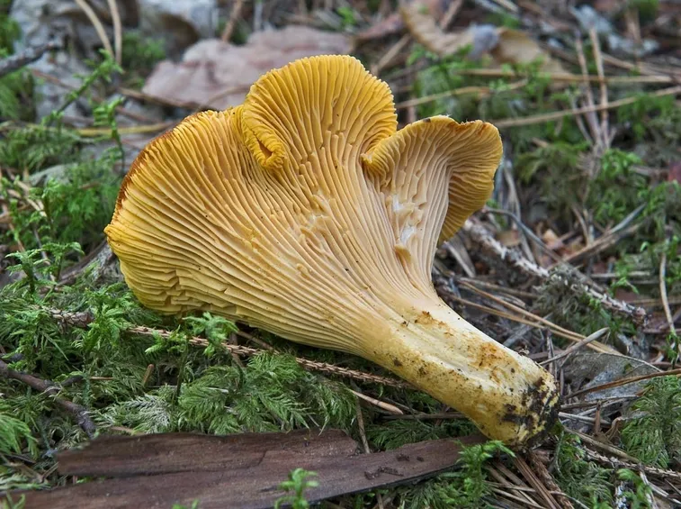 Le ben visibili pieghe che caratterizzano il gambo del Cantharellus cibarius