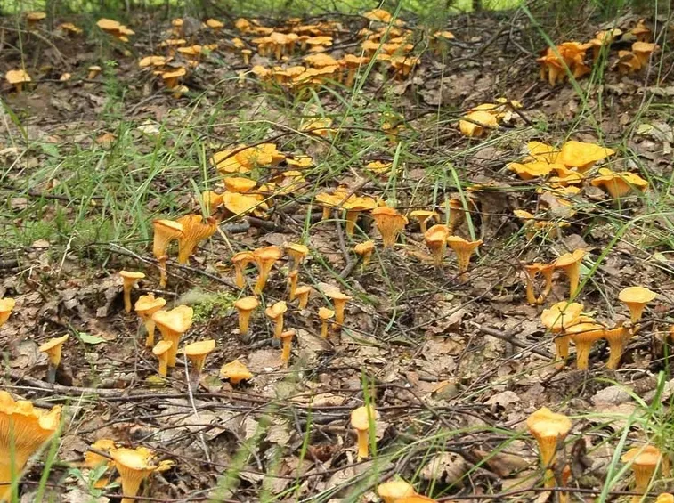 Una nutrita colonia di Cantharellus cibarius