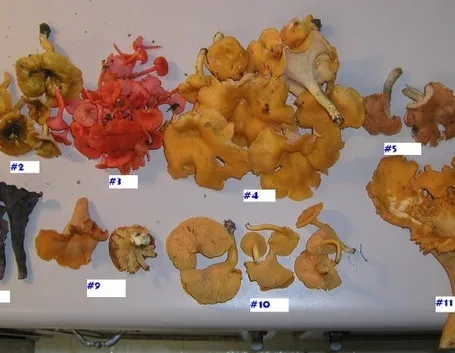Diverse specie del genere Cantharellus